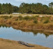 An alligator enjoys the peaceful natural setting of the Oldfield Golf Club in Okatie, S.C. 